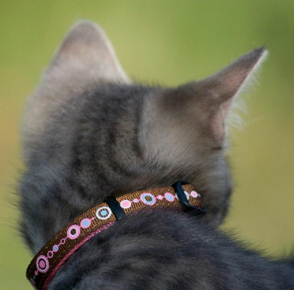 Huskat Mulle *the Diva* billede 6