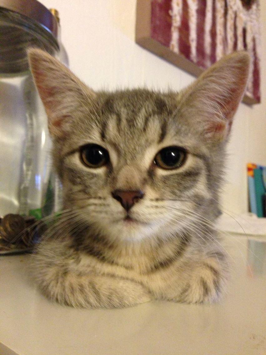 Huskat Mulle *the Diva* billede 7