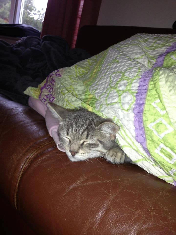 Huskat Mulle *the Diva* billede 8