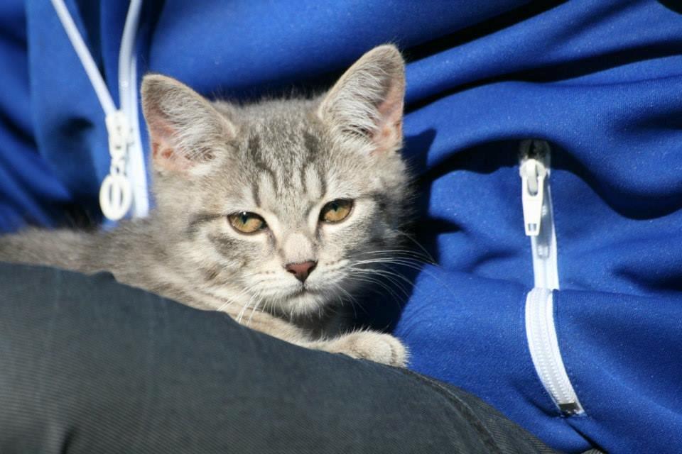 Huskat Mulle *the Diva* billede 9