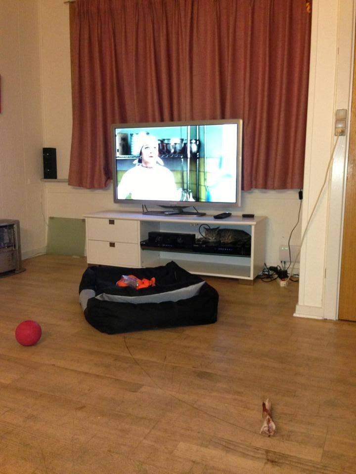 Huskat Mulle *the Diva* billede 10