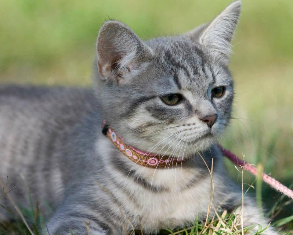 Huskat Mulle *the Diva* billede 11