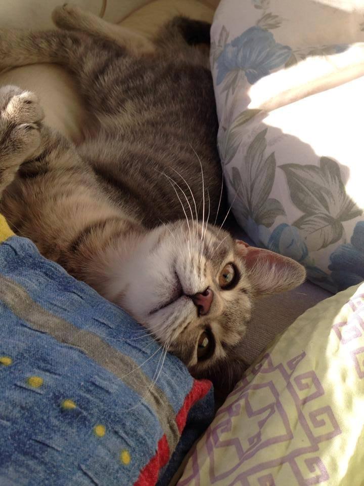 Huskat Mulle *the Diva* billede 12