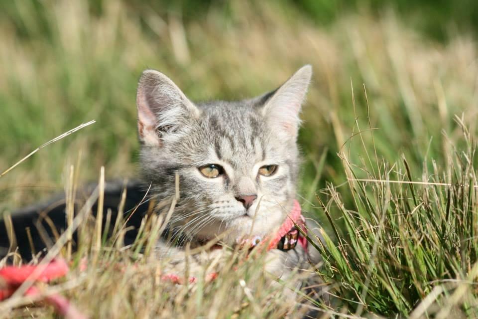 Huskat Mulle *the Diva* billede 13