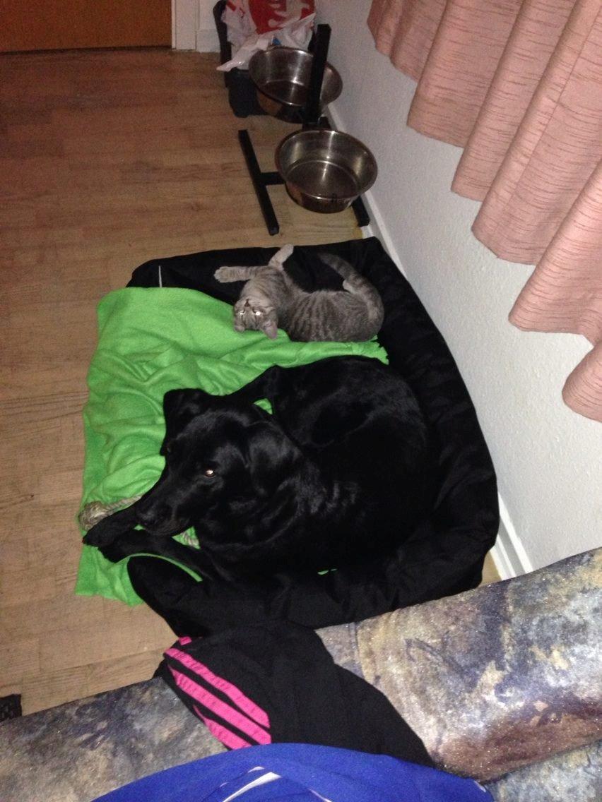 Huskat Mulle *the Diva* billede 14