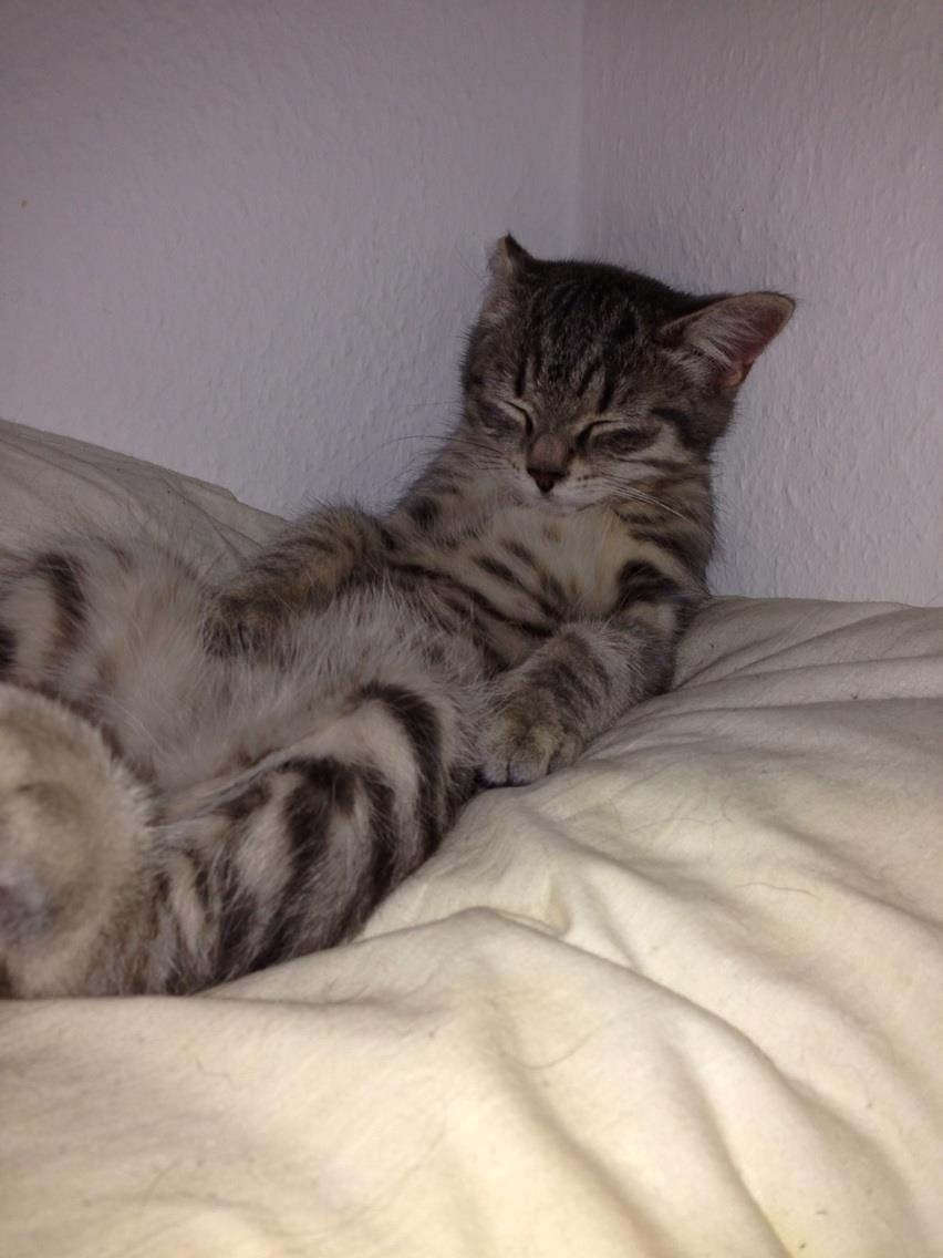 Huskat Mulle *the Diva* billede 16