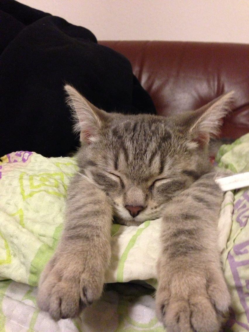 Huskat Mulle *the Diva* billede 17