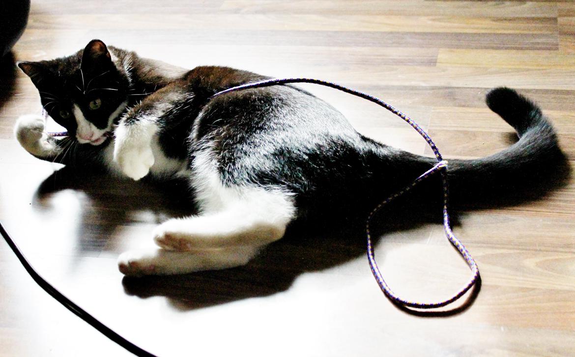 Blanding af racer Diego<3 billede 26