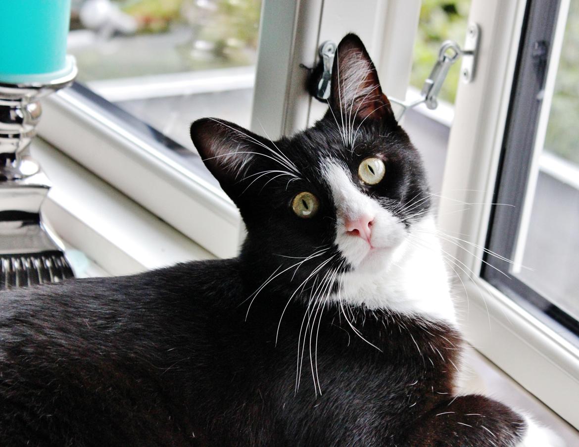 Blanding af racer Diego<3 billede 28