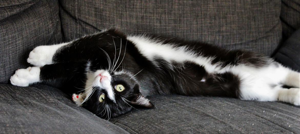 Blanding af racer Diego<3 billede 29