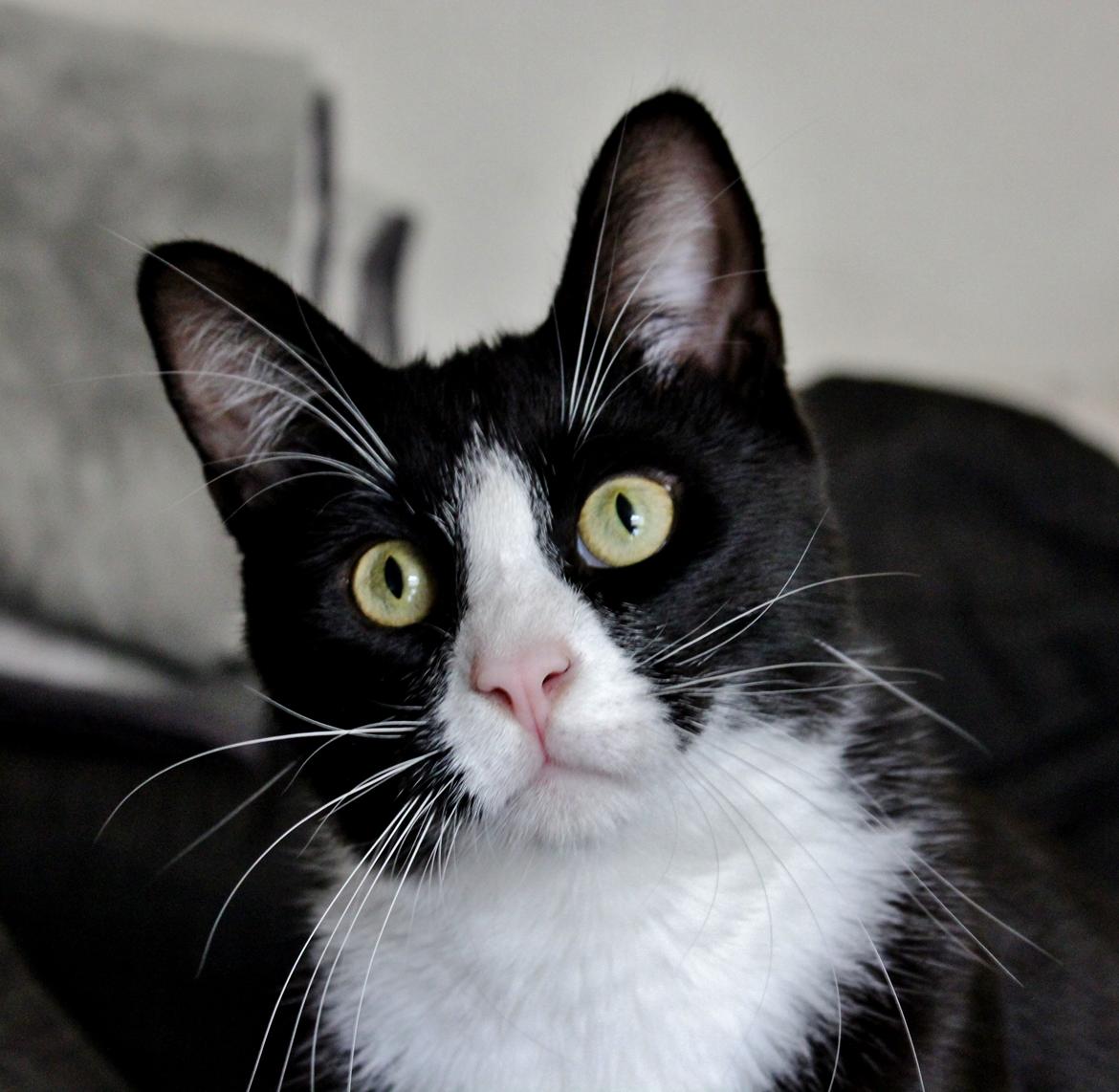 Blanding af racer Diego<3 billede 7