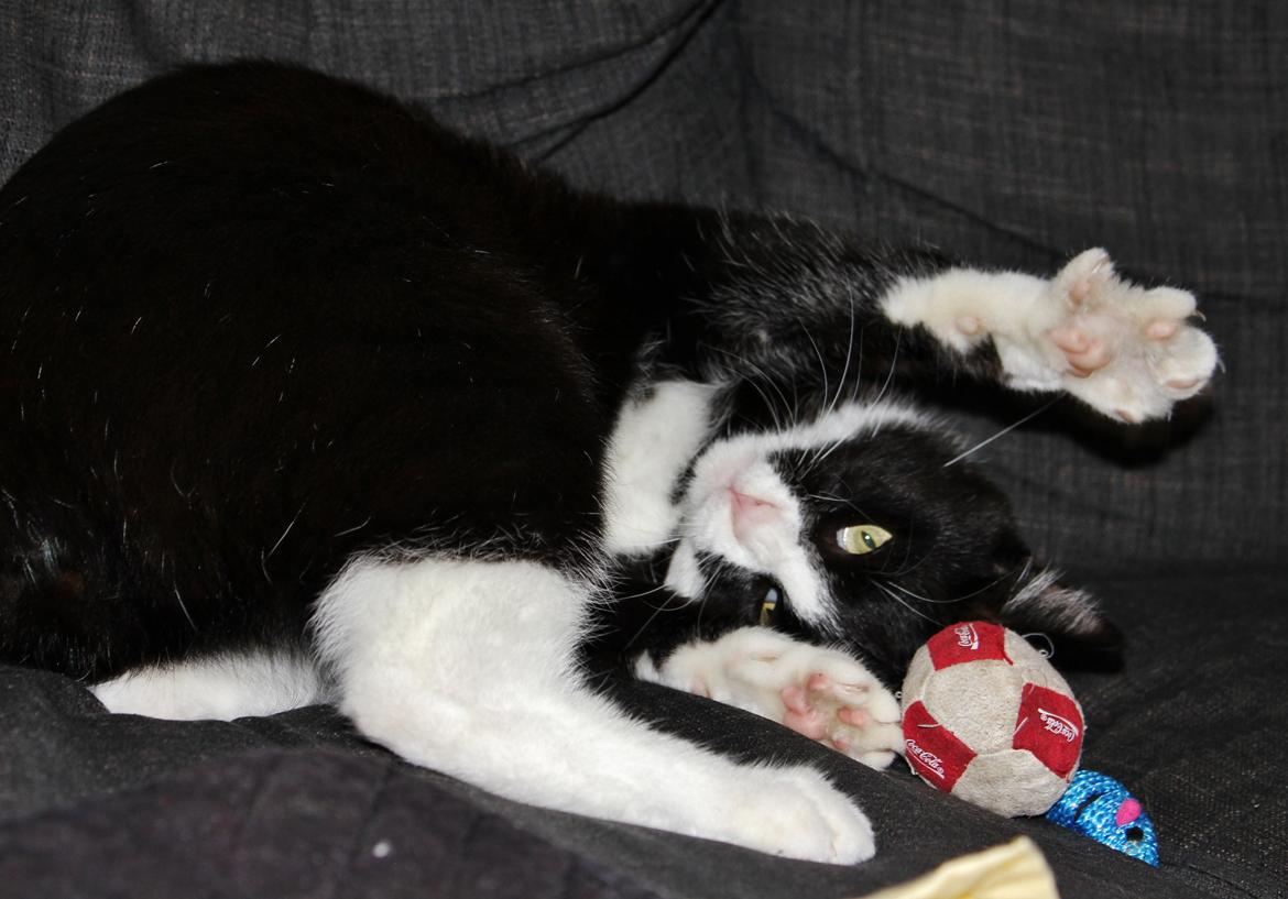 Blanding af racer Diego<3 billede 30