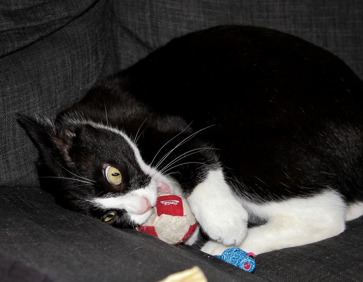 Blanding af racer Diego<3 billede 31