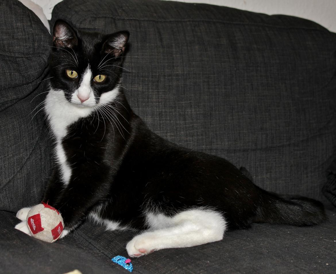 Blanding af racer Diego<3 billede 32