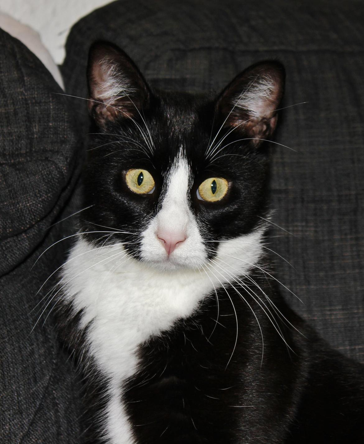 Blanding af racer Diego<3 billede 33