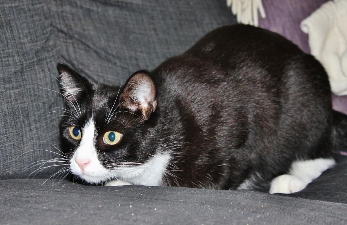 Blanding af racer Diego<3 billede 34