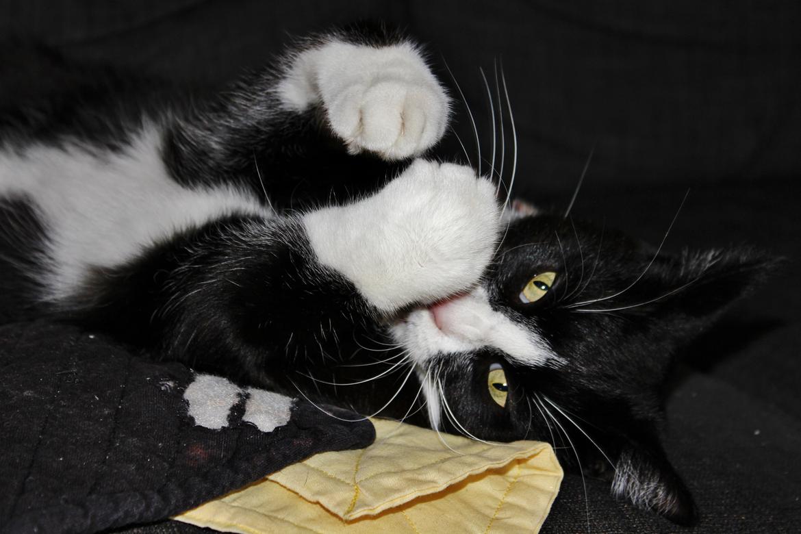 Blanding af racer Diego<3 billede 35