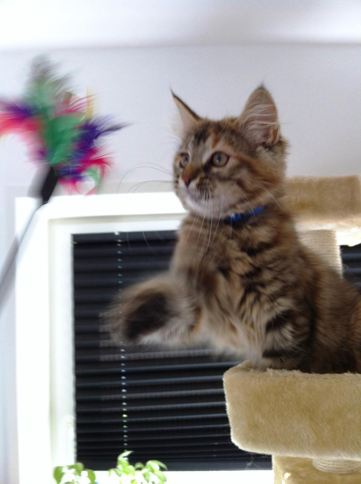 Blanding af racer Raja billede 1