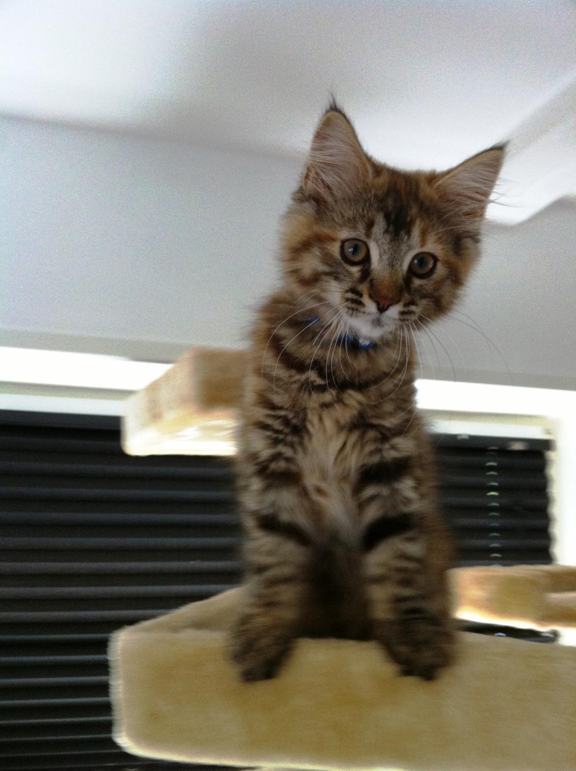 Blanding af racer Raja billede 2