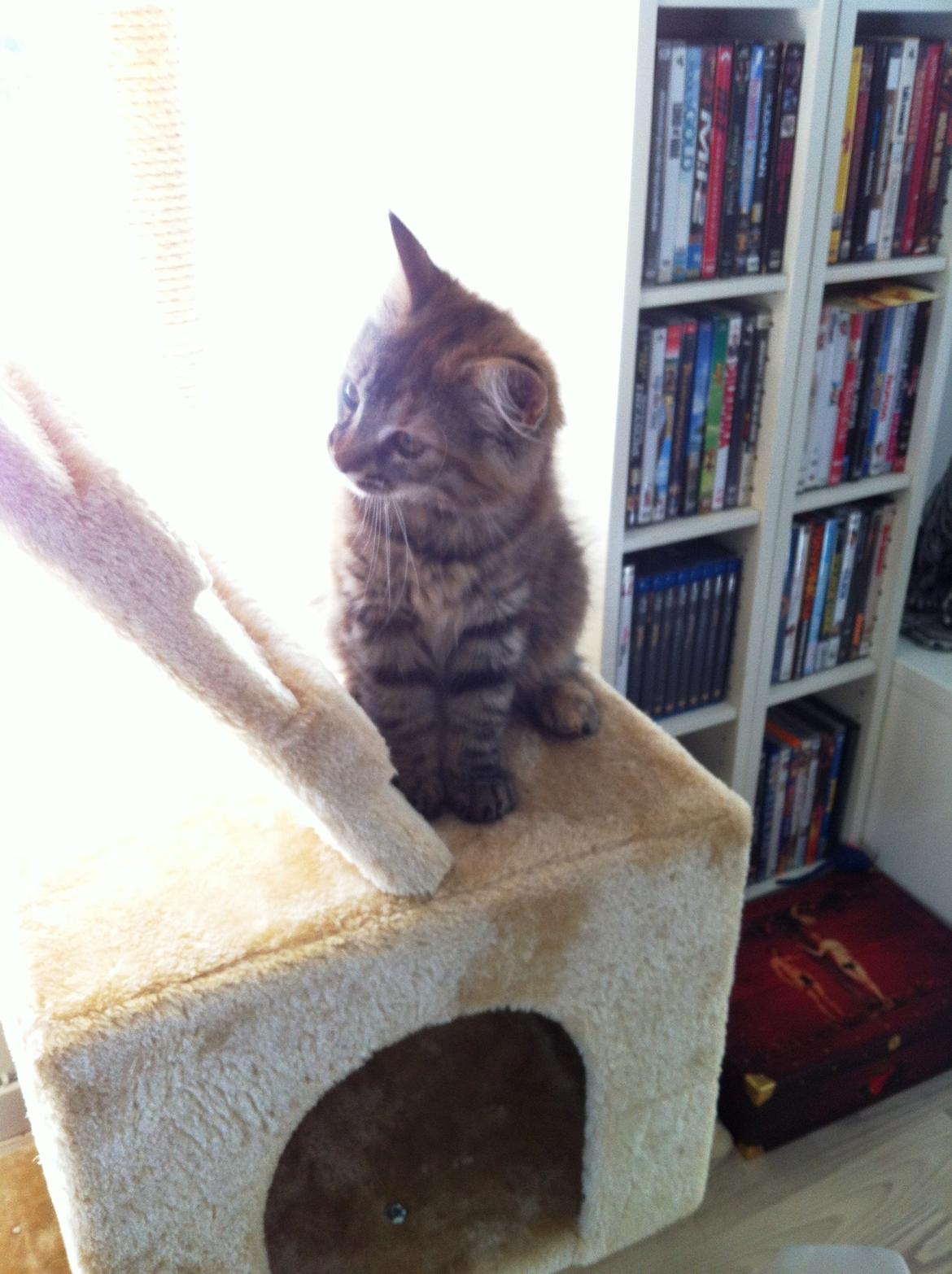 Blanding af racer Raja billede 3