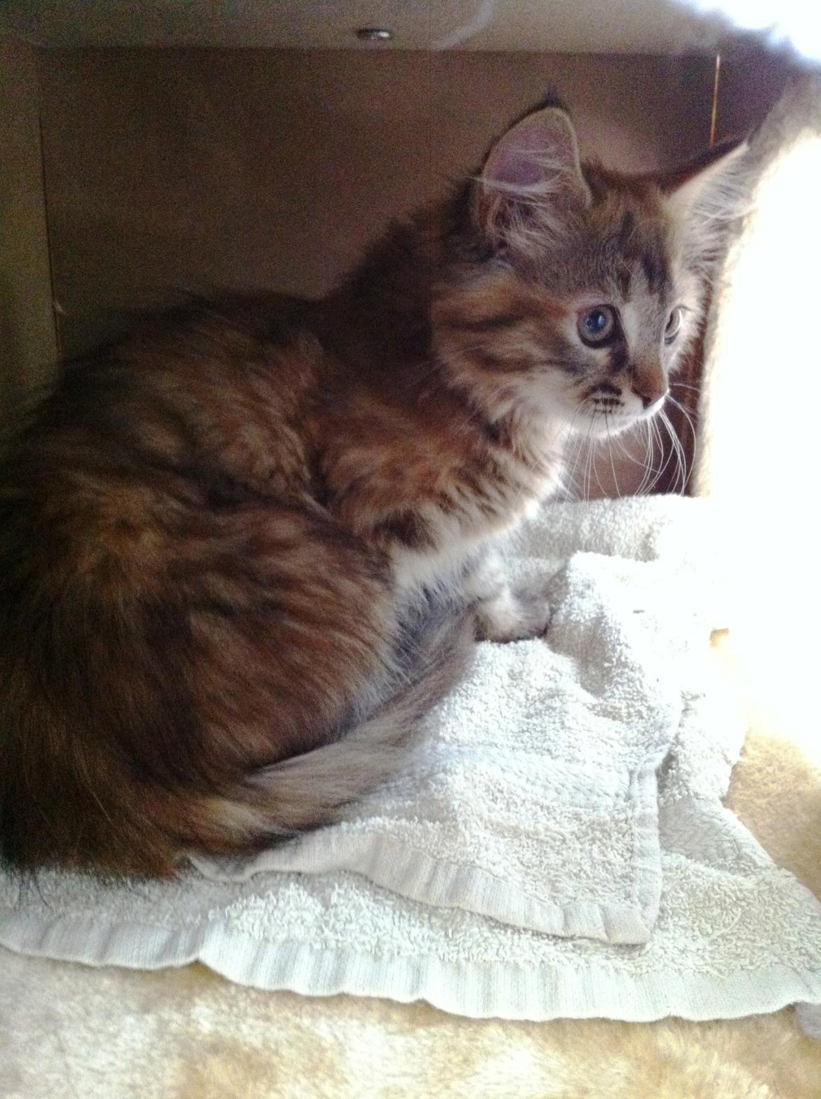 Blanding af racer Raja billede 4