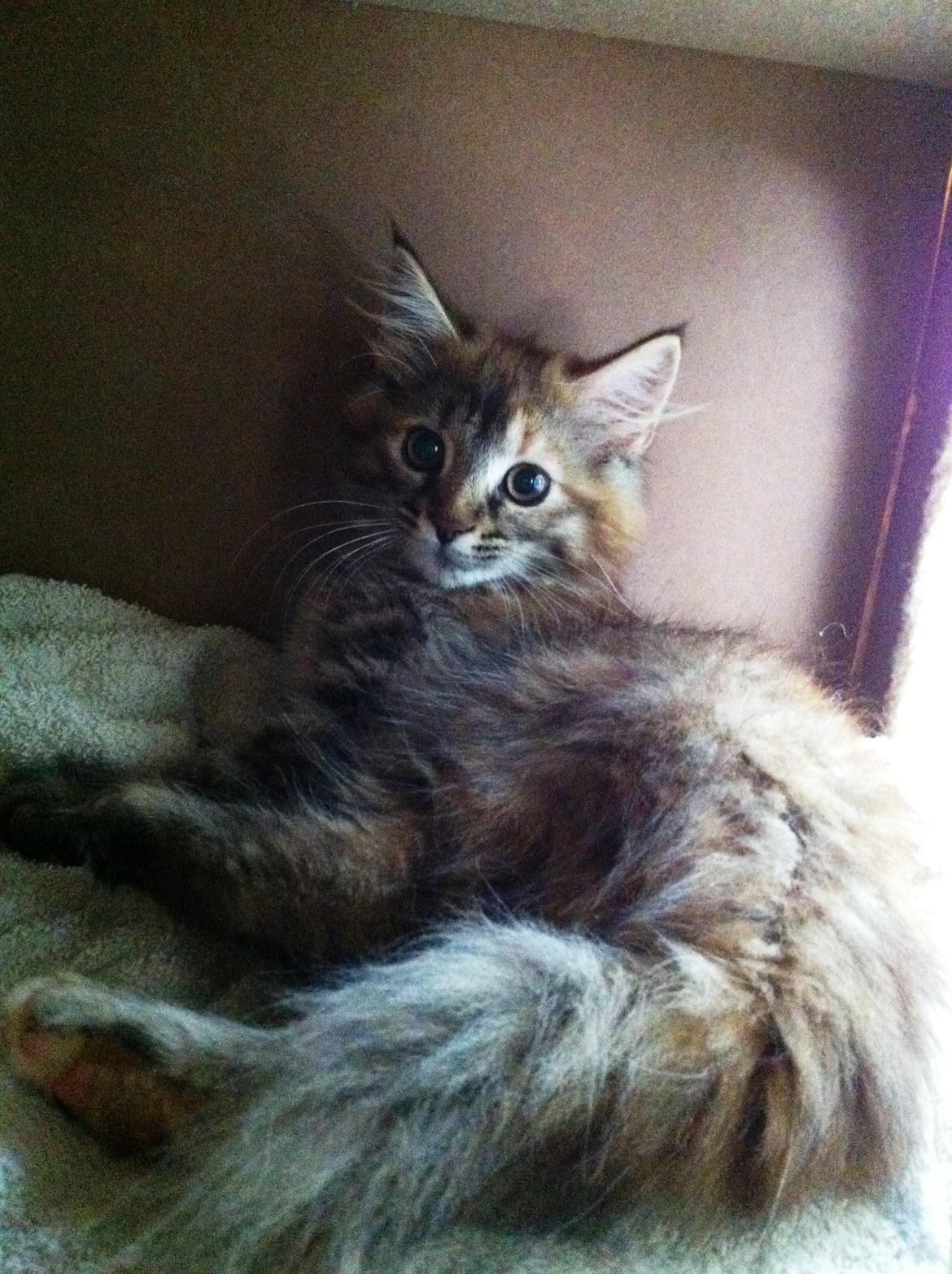 Blanding af racer Raja billede 5