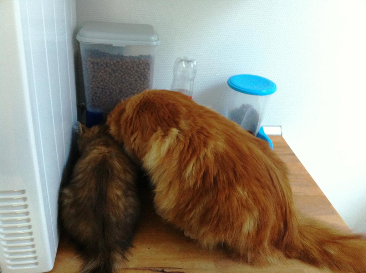 Blanding af racer Raja billede 6