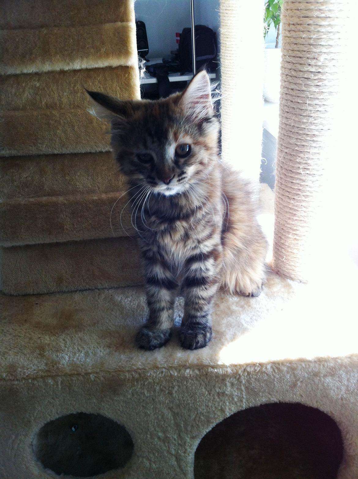 Blanding af racer Raja billede 7