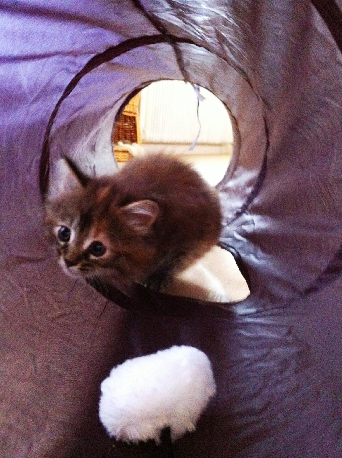 Blanding af racer Raja billede 8