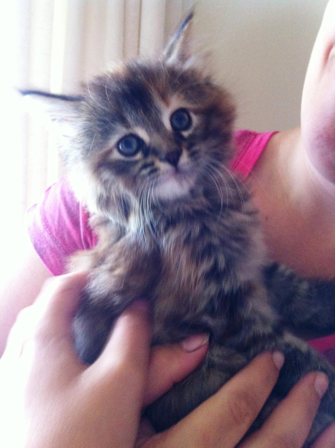 Blanding af racer Raja billede 9