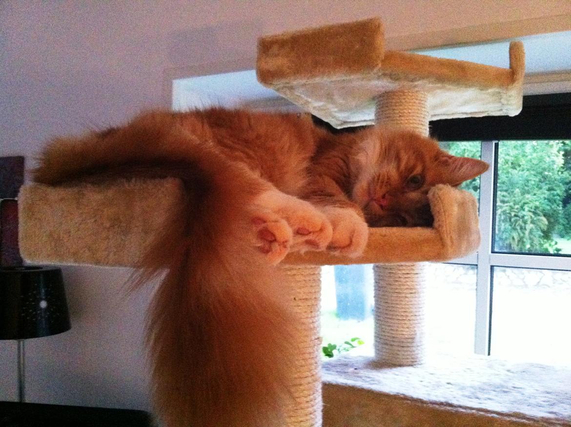 Maine Coon O'Malley billede 2
