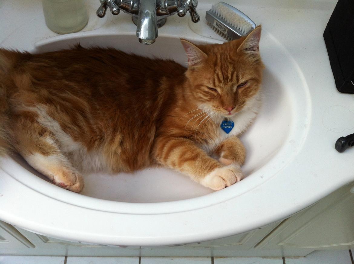 Maine Coon O'Malley billede 3