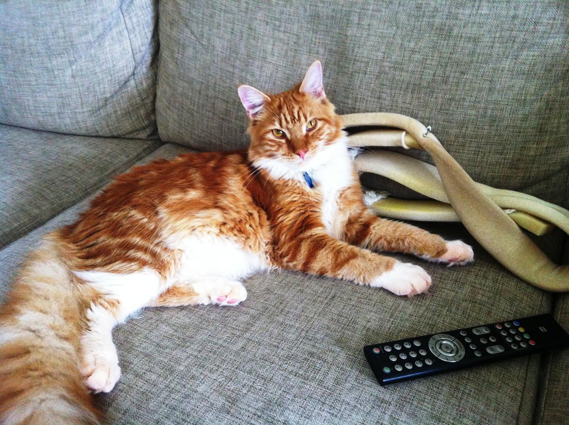 Maine Coon O'Malley billede 4