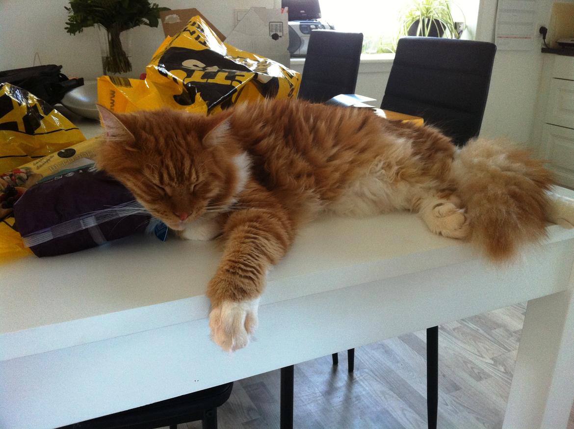 Maine Coon O'Malley billede 6