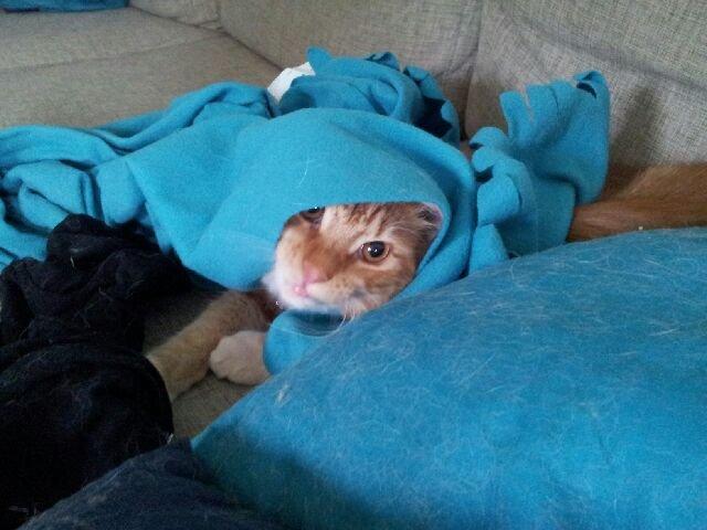 Maine Coon O'Malley billede 8