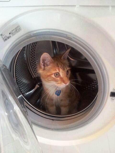 Maine Coon O'Malley billede 9