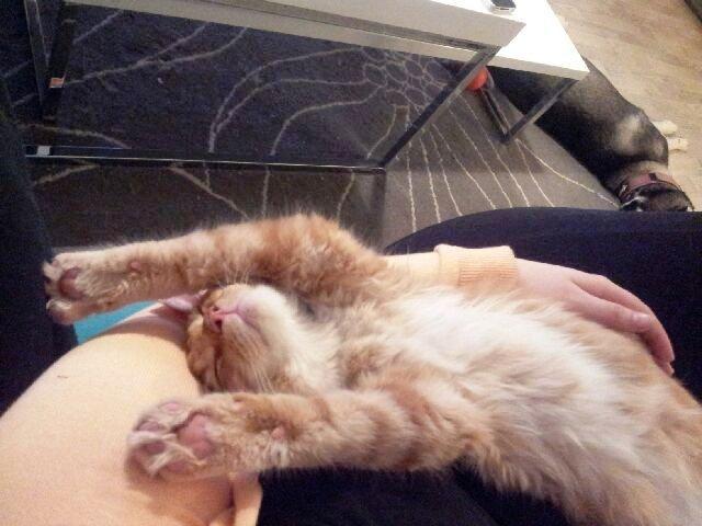 Maine Coon O'Malley billede 10