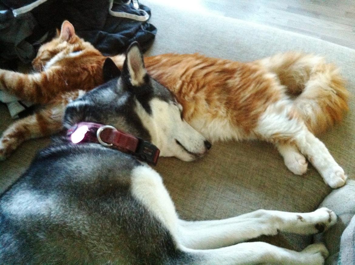 Maine Coon O'Malley billede 11