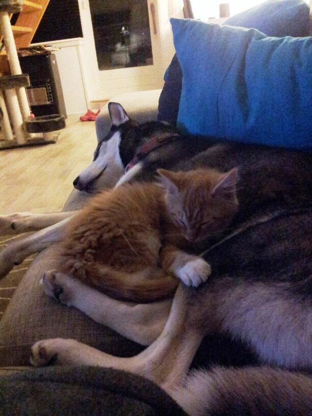 Maine Coon O'Malley billede 12