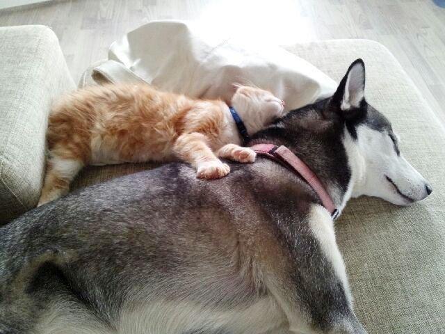 Maine Coon O'Malley billede 13