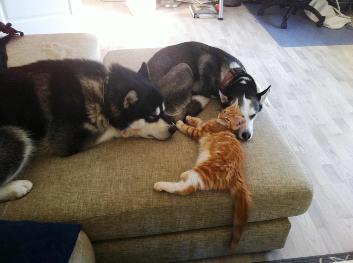 Maine Coon O'Malley billede 15