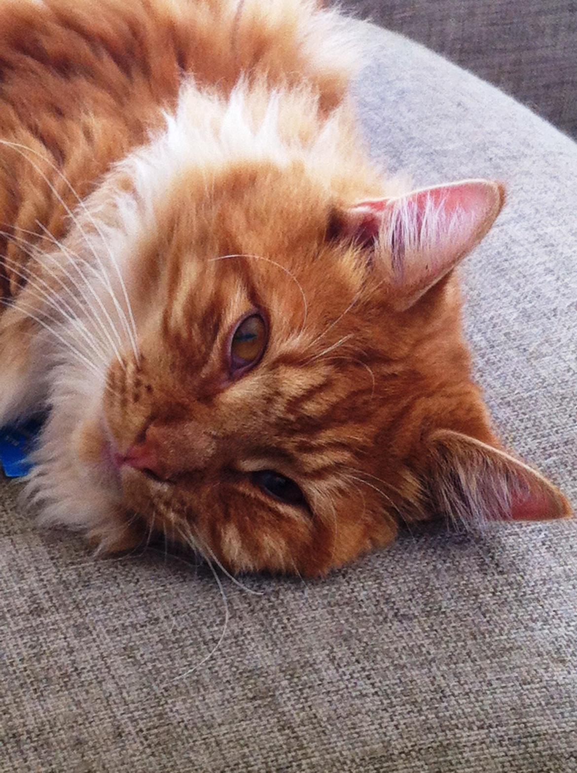 Maine Coon O'Malley billede 1