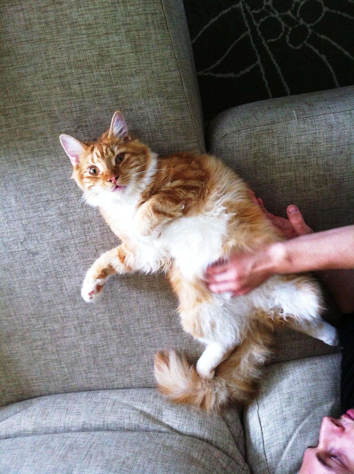 Maine Coon O'Malley billede 5