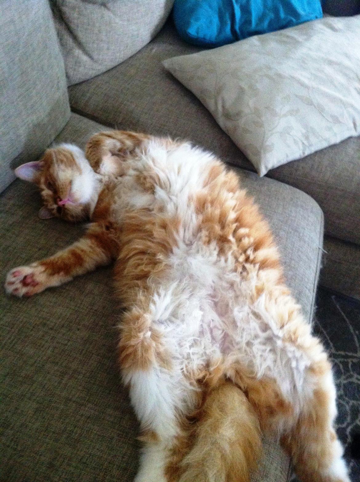 Maine Coon O'Malley billede 7