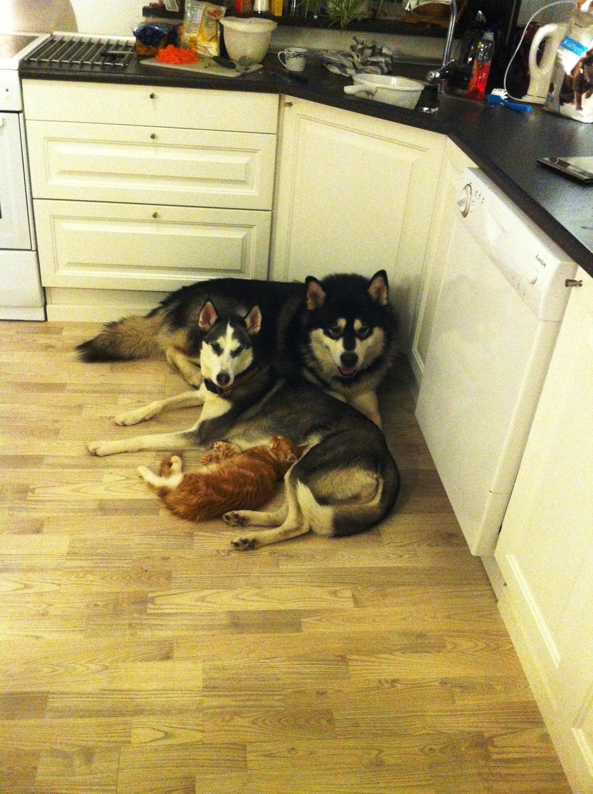 Maine Coon O'Malley billede 14