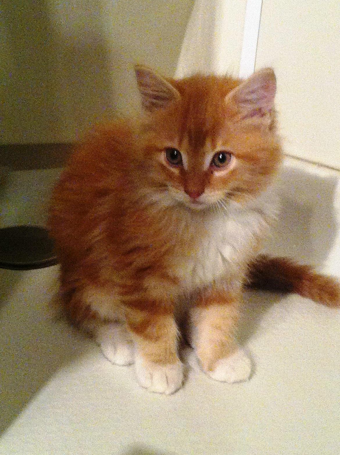 Maine Coon O'Malley billede 17