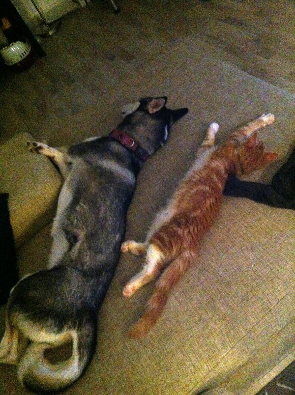 Maine Coon O'Malley billede 16