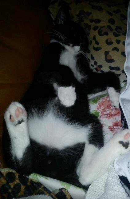 Huskat Lucky Luke - Han faldt lige i søvn ved siden af mig i sofaen :) Sept. 2013 billede 5