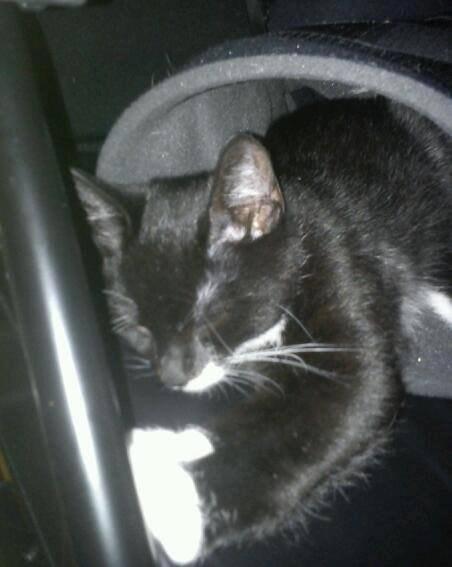 Huskat Lucky Luke - Han tager lige en lur i min don joy ;) Sept. 2013 billede 9