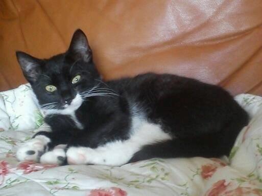 Huskat Lucky Luke - Hygge i sofaen. Sept. 2013 billede 10